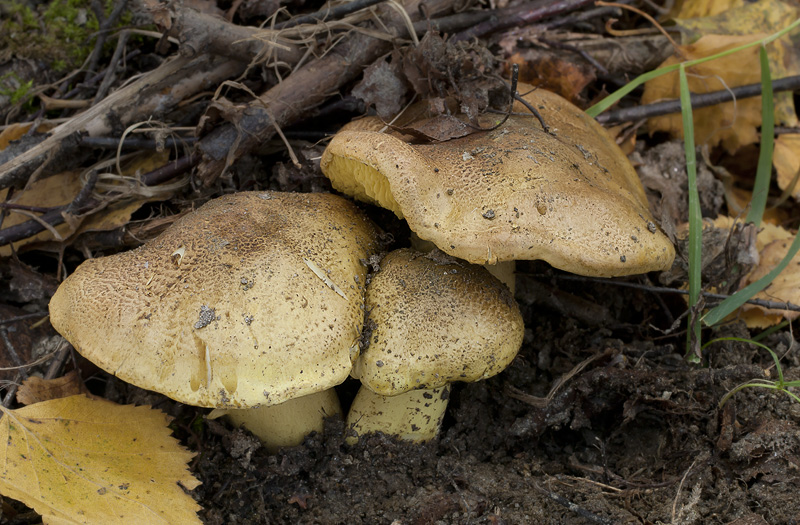 Tricholoma frondosae